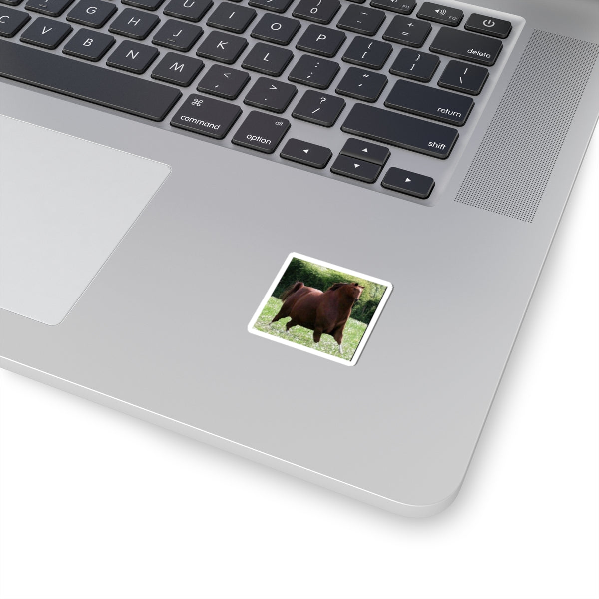 Social's fav – HORSE