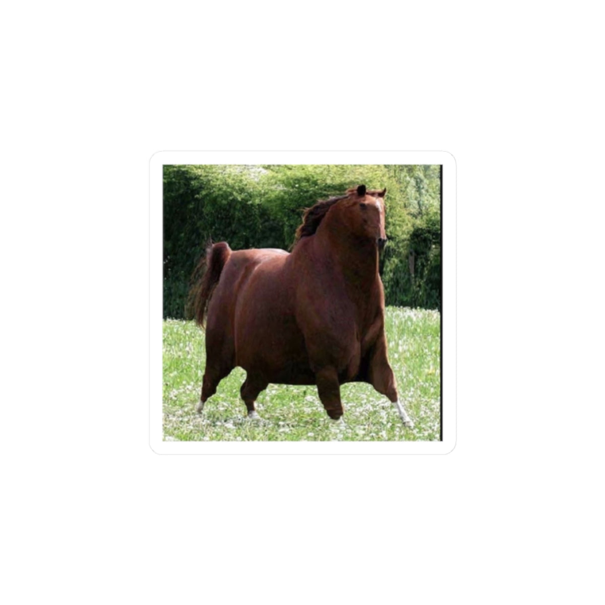 Social's fav – HORSE